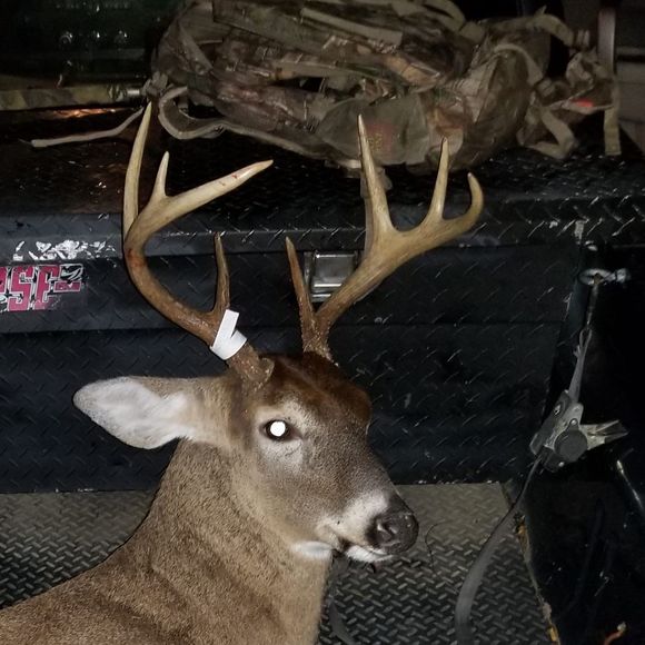 Meet your Posher, Richard - Picture 1 of 1